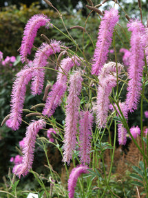 Sanguisorba Lilac Squirrel (Burnet)
