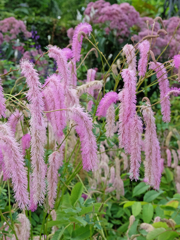 Order Sanguisorba 'Lilac Squirrel' online for delivery from mid March