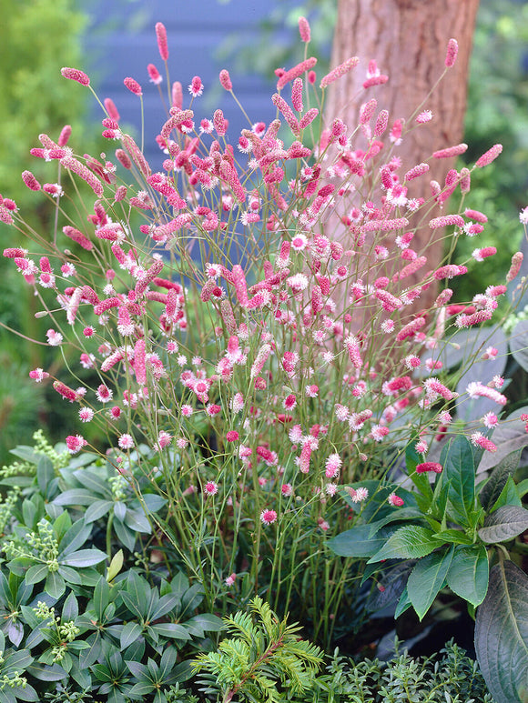 Close up of Sanguisorba 'Pink Tanna' showing its delicate pink flowers and pale pink stamens.