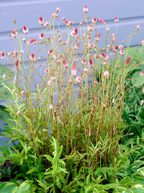 Sanguisorba officinalis 'Pink Tanna' growing amongst ornamental grasses in a naturalistic garden.
