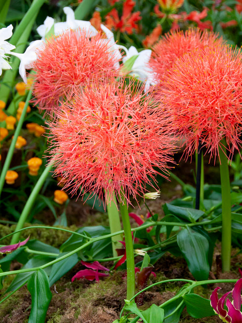 Blood Lilies Flower Bulbs