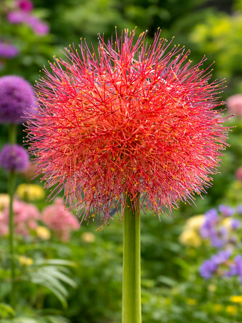 Scadoxus Multiflorus (Blood Lily)