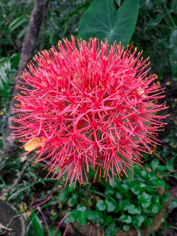 Scadoxus multiflorus, better known as the Blood Lily