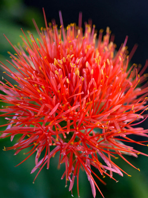 Scadoxus Multiflorus Blood Lilies Flower Bulbs