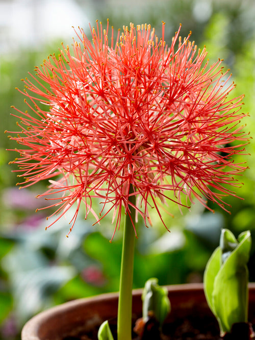 Scadoxus Multiflorus (Blood Lily)