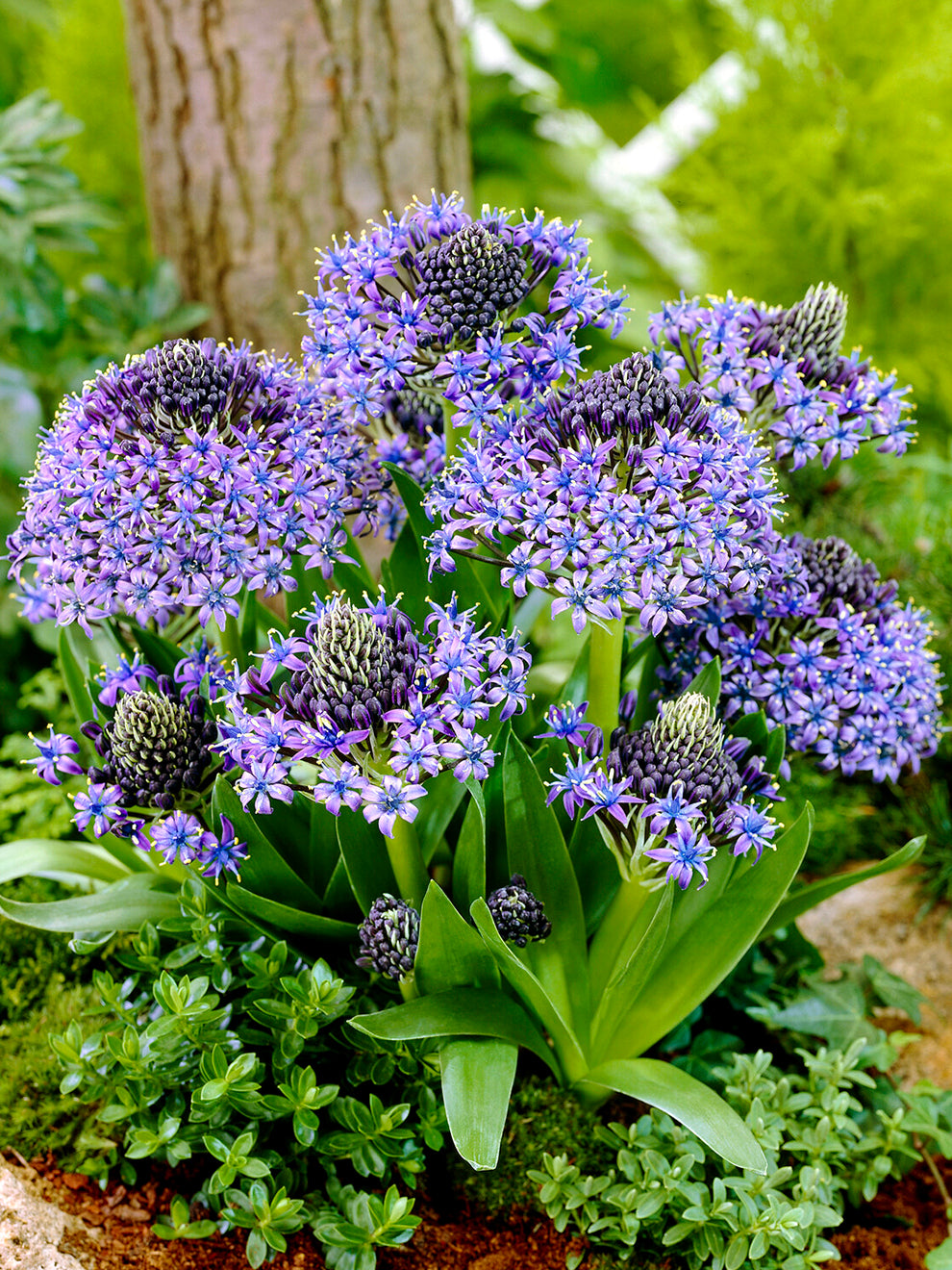 Scilla Peruviana | DutchGrown™ UK