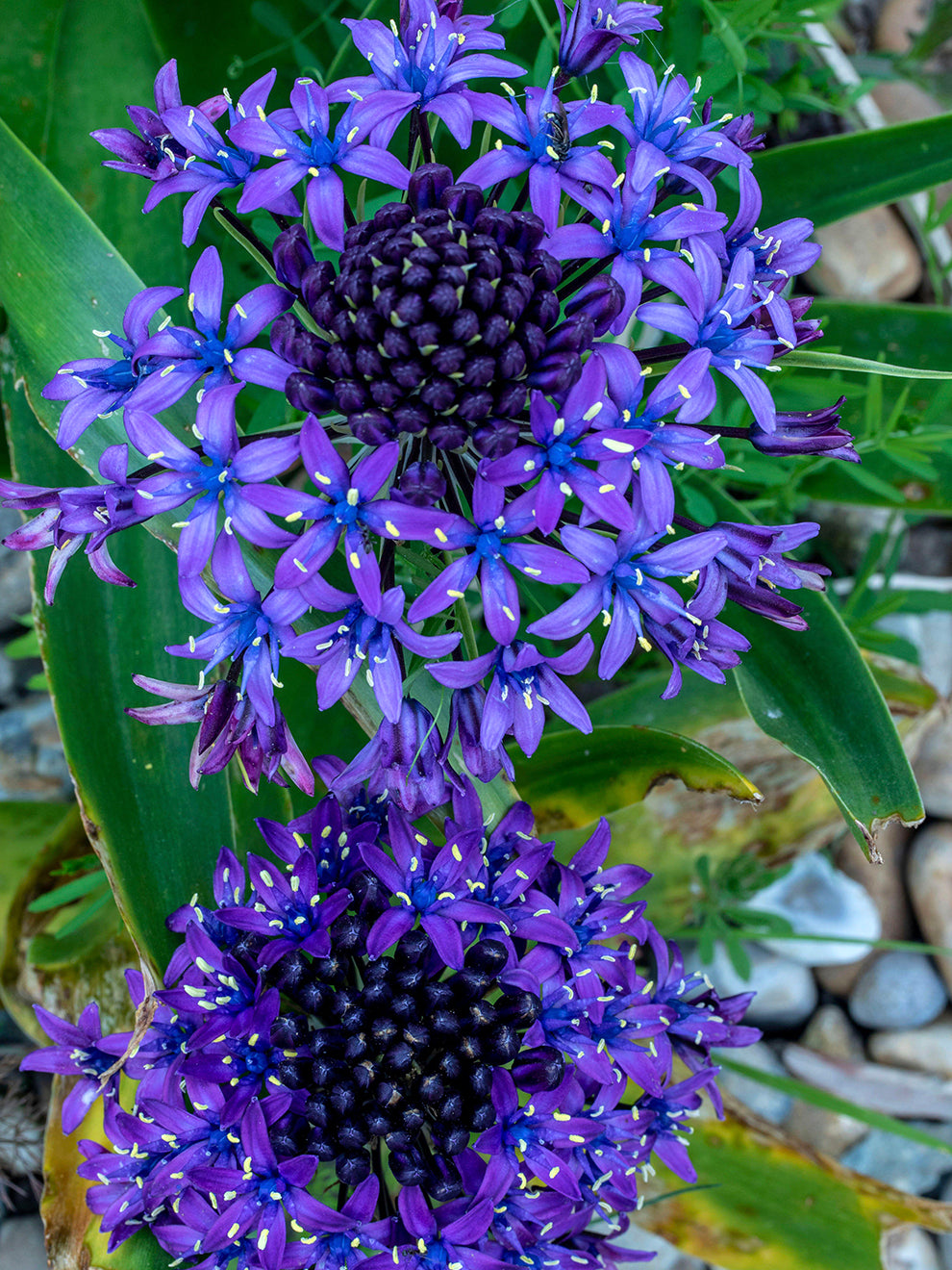 Scilla Peruviana | DutchGrown™ UK