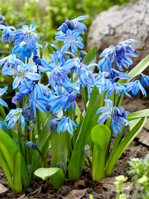 Scilla Siberica (Siberian Squill)