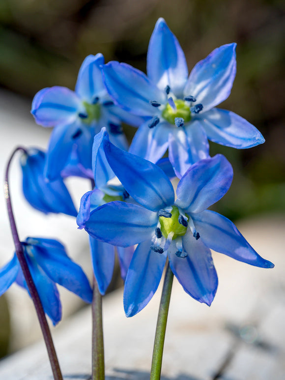 Buy Scilla Siberica bulbs