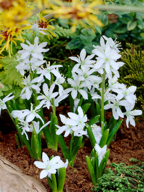 White squill bulbs