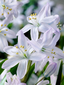 Scilla Tubergeniana (White Squill)