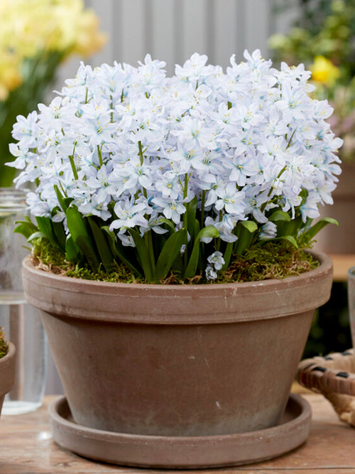 Scilla tubergeniana bulbs