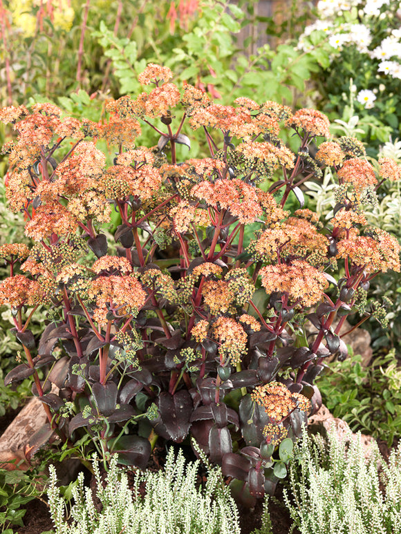 Sedum Orange Xenox (Stonecrop) bare roots for spring planting