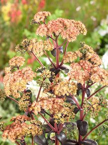 Sedum Orange Xenox (Stonecrop)