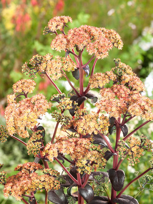 Buy Sedum Orange Xenox (Stonecrop)