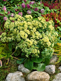 Sedum Sunkissed (Stonecrop)