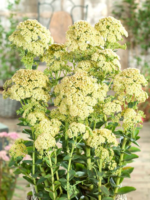 Sedum Sunkissed (Stonecrop)