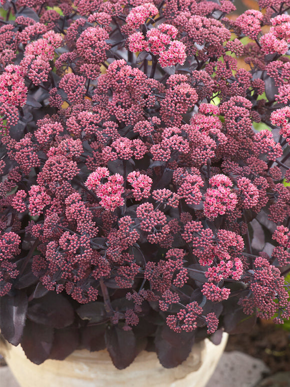 Sedum Xenox (Stonecrop)