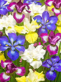 Siberian Iris Breeders Mix