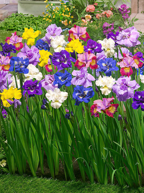 Mixed iris bare roots for spring planting and shipping 