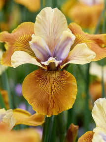 Siberian Iris Colonel Mustard