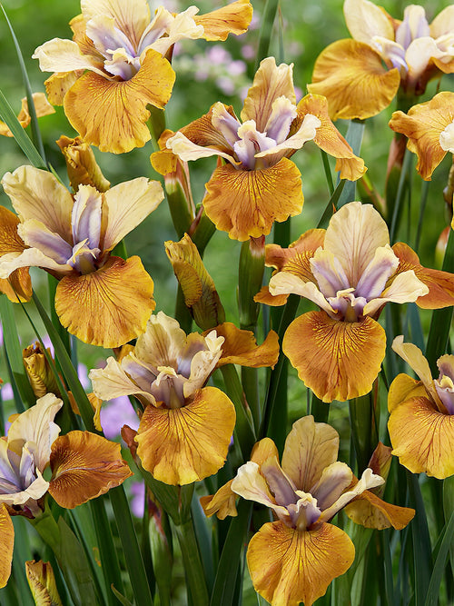 Iris Siberica Colonel Mustard bare roots