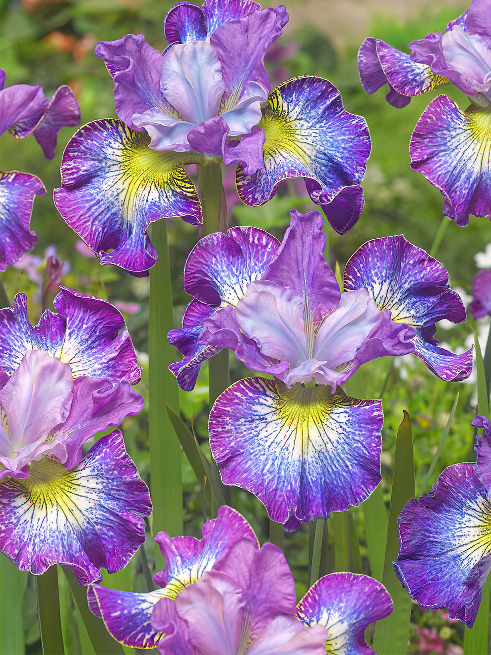 Siberian Iris 'How Audacious' | Bare Root Iris | DutchGrown™ UK