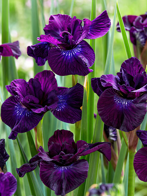 Iris Siberica Purplelicious