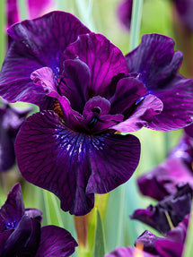 Siberian Iris Purplelicious