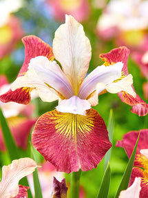 Siberian Iris Sugar Rush