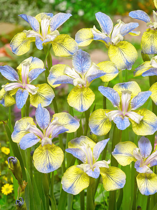 Iris Siberica Tipped in Blue bare roots