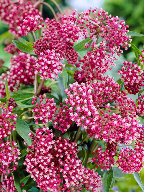 Buy Asclepias (Swamp Milkweed) Soulmate Bare Roots