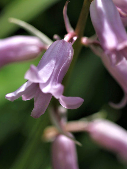 Spanish Bluebell bulbs (Dainty Maid Pink)