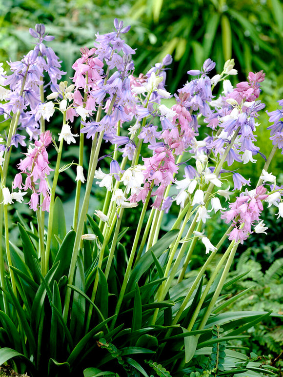 Spanish Bluebell bulbs