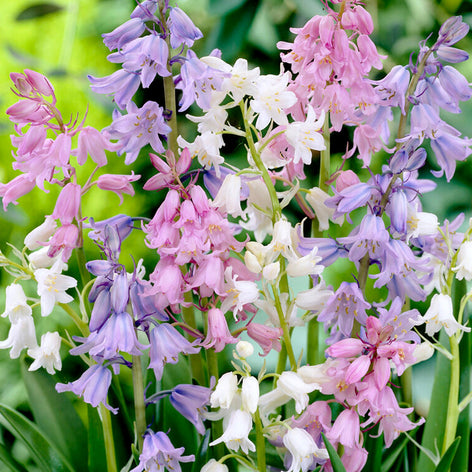 Hyacinthoides (Spanish Bluebells) Spanish Bluebell bulbs