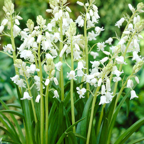 Hyacinthoides Hispanica Bulbs (White City)