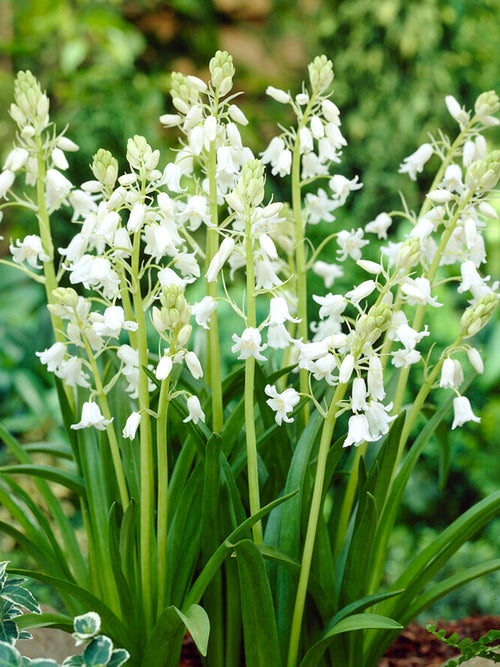 Hyacinthoides Hispanica Bulbs (White City)
