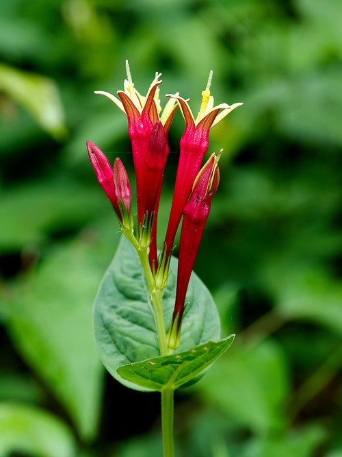 Scarlet red Indian Pink 'Little Redhead' in bloom