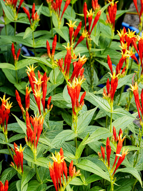 Buy Spigelia 'Little Redhead' bare roots perennial online