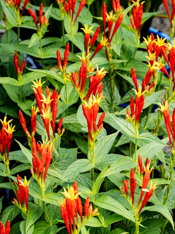 Buy Spigelia 'Little Redhead' bare roots perennial online