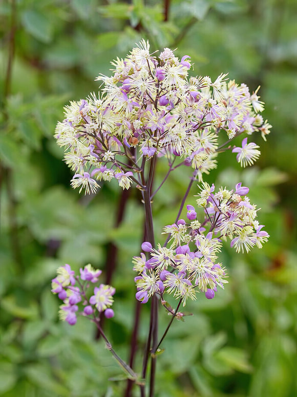 Thalictrum Elin (Meadow Rue)