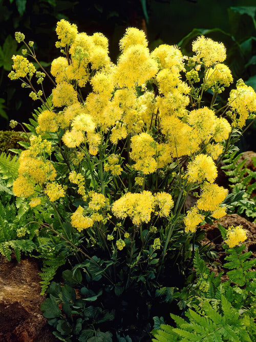 Thalictrum Flavum (Meadow Rue) Bare Roots
