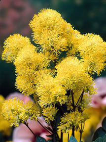 Thalictrum Flavum (Glaucous-leaved yellow rue)