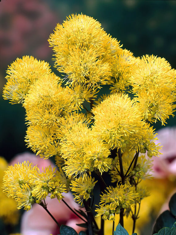 Thalictrum Flavum (Meadow Rue) Bare Roots