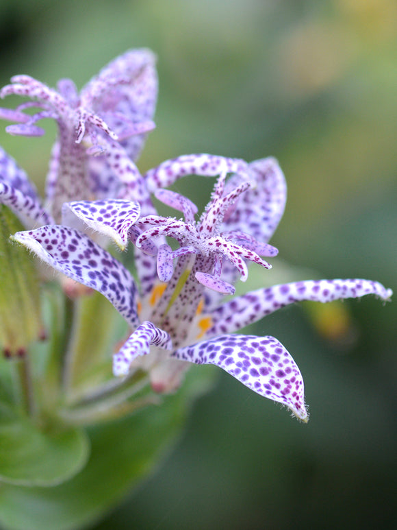 Tricyrtis Blue Wonder (Toad Lily)