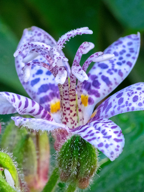 Buy Tricyrtis Blue Wonder (Toad Lily) Bare Roots