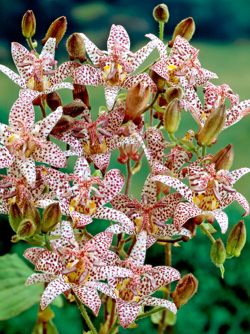 Formosana Toad Lily