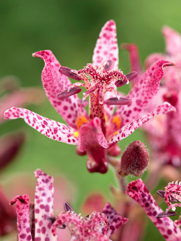 Tricyrtis Macropoda (Toad Lily)