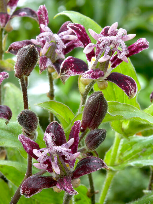 Buy Tricyrtis Raspberry Mouse (Toad Lily) Bare Roots