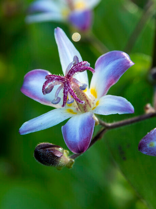 Tricyrtis Taiwan Adbane (Toad Lily)